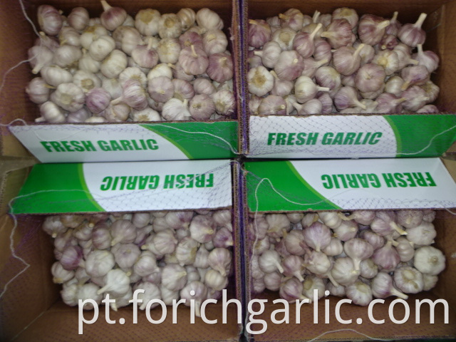 Regular White Garlic Best Quality